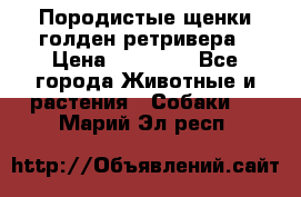 Породистые щенки голден ретривера › Цена ­ 25 000 - Все города Животные и растения » Собаки   . Марий Эл респ.